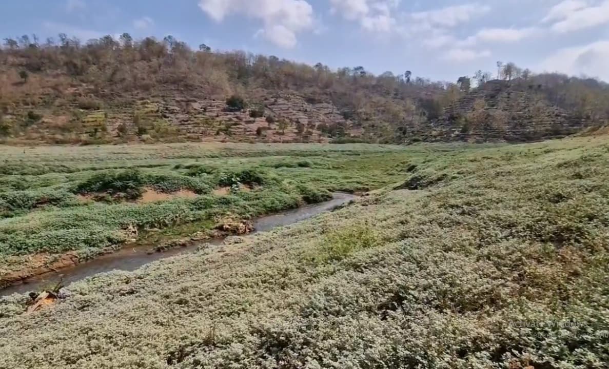 Kemarau Panjang, Warga Manfaatkan Surutnya Waduk Bendo Jadi Lahan Pertanian
