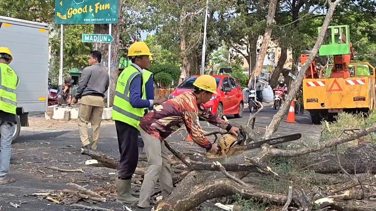 Rawan Tumbang, DLH Tebang Pohon Mati di Sejumlah Ruas Jalan Ponorogo