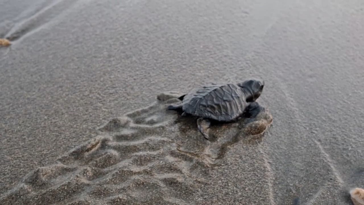 Puluhan Tukik Penyu Belimbing Nyaris Tersesat di Pantai Sidem, Warga Turun Tangan