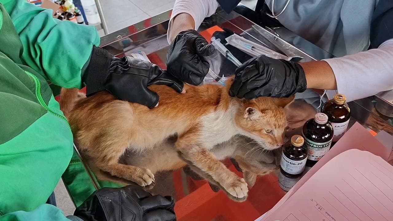 Cek Kesehatan Hewan, Puluhan Kucing Terdeteksi Scabies dan Flu