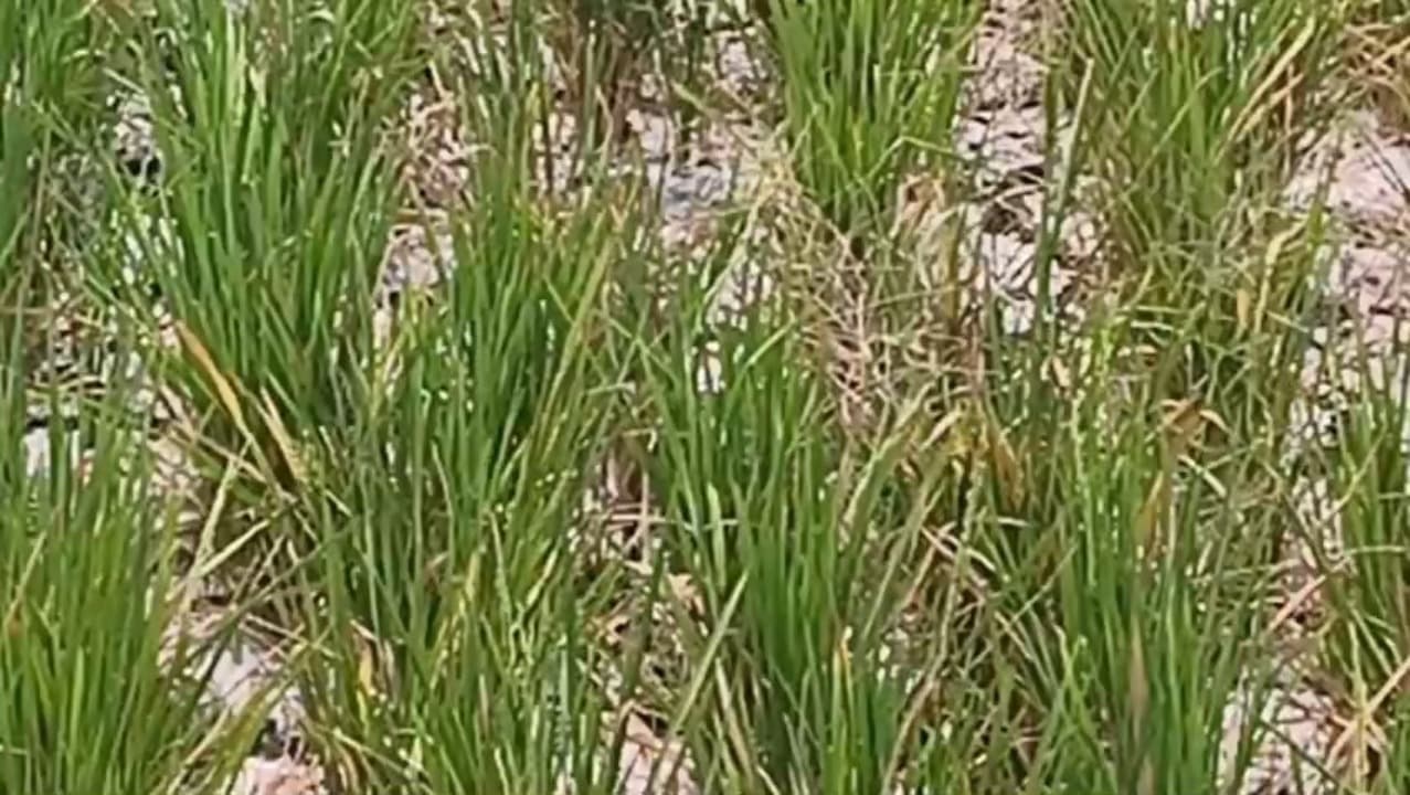 Ratusan Hektare Padi di Sukodadi Terancam Gagal Panen akibat Kekurangan Air