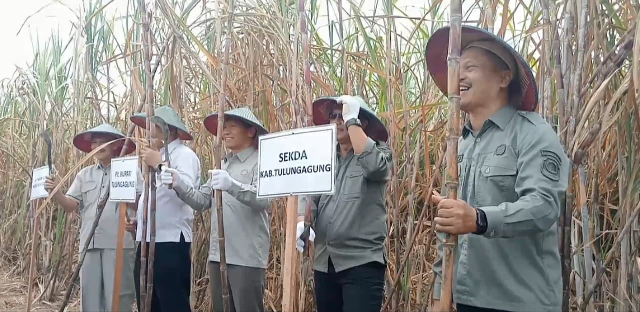 Genjot Produktivitas Tebu, Tulungagung Jalankan Program Bongkar Ratoon