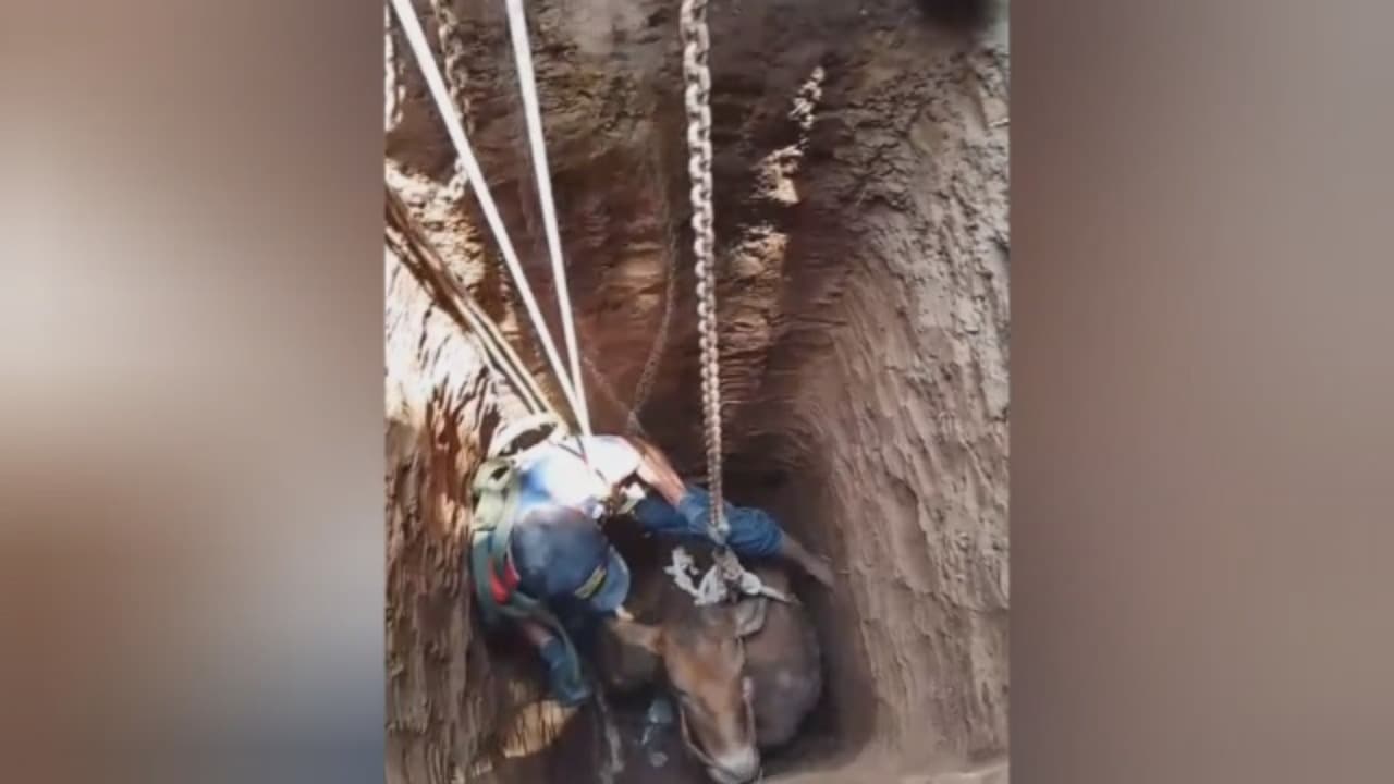 Takut Kucing, Sapi Nyemplung Septic Tank